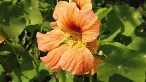 Orange-flower-in-the-wind