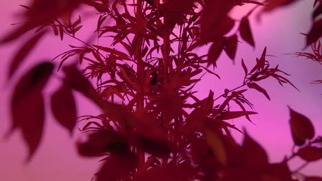 Red-alien-plants-with-leaf-on-habitable-fantasy-world-with-pink-sky