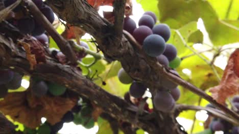 Close-up-shot-of-grapes-hanging-with-green-leaves-around