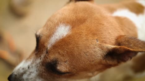 Close-up-the-depth-of-field-shot-Brown-and-white-stray-dog,-India
