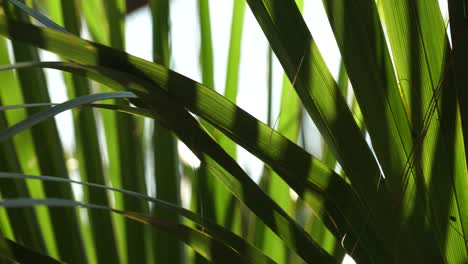 Palm-fronds-waving-in-the-wind