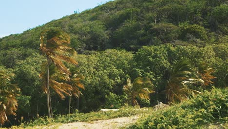 Eine-Wunderbare-Landschaft-Von-Palmen-Mit-Hügel-Im-Hintergrund-In-Curacao---Weitwinkelaufnahme
