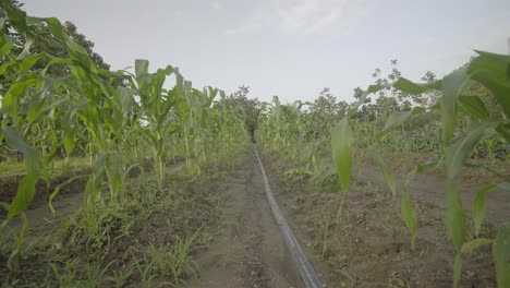 Corn-maize-crop-growing-in-farm-field
