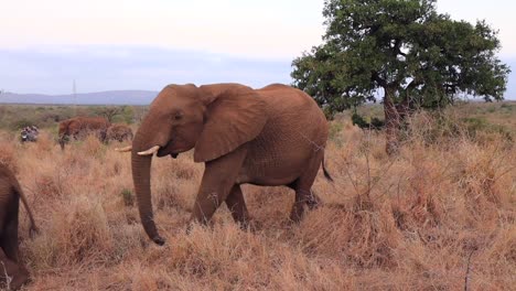 Erwachsene-Und-Jugendliche-Afrikanische-Elefanten-Gehen-Im-Trockenen-Gras,-Safari