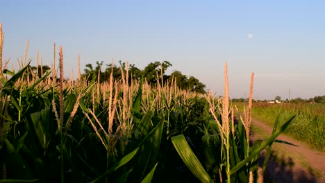 Landscape-featuring-corn-crops-in-the-foreground-and-a-rural-road-leading-to-a-distant-grove,-a-full-moon-visible-in-the-sky