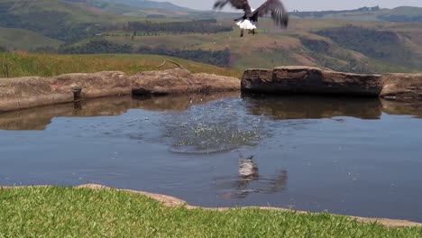 Ein-Afrikanischer-Fischadler,-Der-Tief-Herabstürzt-Und-In-Zeitlupe-Ein-Objekt-Aus-Einem-Kleinen-Teich-Ergreift