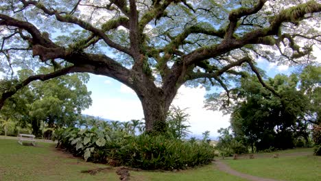 Eine-Glatte-Pfanne-Dieses-Vierhundert-Jahre-Alten-Stattlichen-Samanbaums-Auf-Der-Insel-St