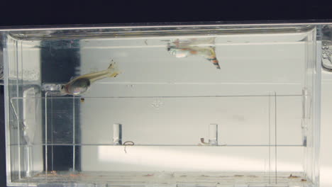 Beautiful-Guppies-In-An-Aquarium---Female-On-Left-Giving-Birth---Time-Lapse