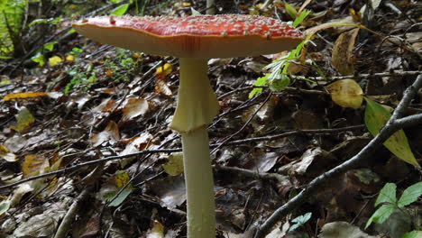 Amanita-muscaria-mushroom