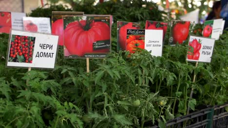 Different-sorts-of-tomatoes-for-sale-at-Women's-Market
