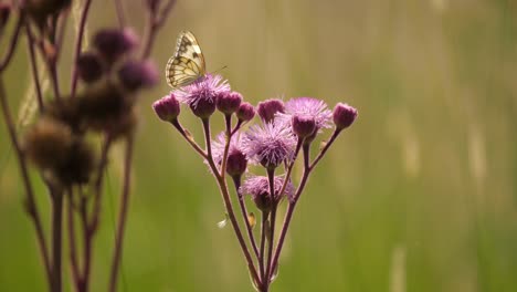 Brown-veined-white-butterfly-on-pompom-weed