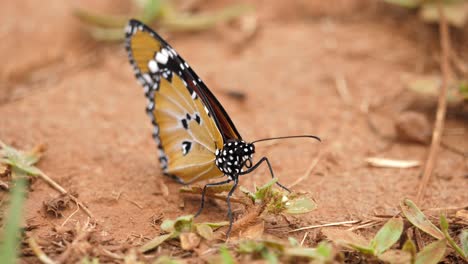 Close-up-of-an-African-Tiger-Butterfly-resting-on-the-red-earth-before-suddenly-flying-away