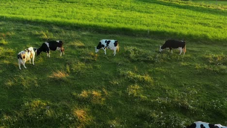 Milchkühe-Grasen-Vor-Sonnenuntergang-Auf-Grünen-Weiden