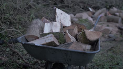 Man-filling-wheelbarrow-with-chopped-logs