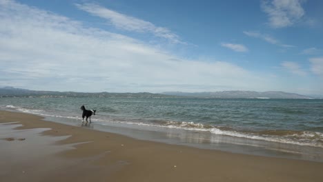 Border-collie-playing-with-water-on-the-beach
