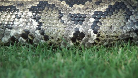 The-extremley-large-body-of-a-boa-constrictor-slithering-throught-the-grass,-undulating-muscles,-slow-motion