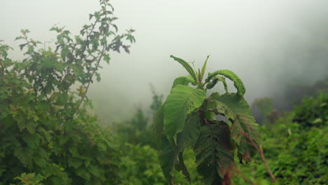Niebla-Moviéndose-Más-Allá-Del-Follaje-En-Una-Espesa-Selva-Tropical-Verde