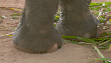 Close-up-of-elephant-feet-taking-a-few-steps