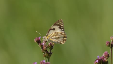Macro-shot-of-a-brown-veined-white-butterfly-sitting-atop-a-tall-verbena-plant-and-then-flying-away
