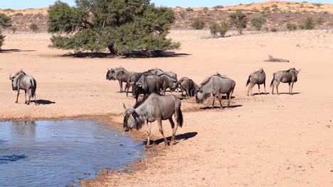 Confusion-of-Wildebeest-gather-at-watering-hole-in-Kalahari-Desert