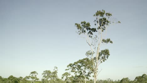 Vista-Panorámica-De-La-Copa-De-Los-árboles-En-La-Selva-Tropical-Remota-De-Surinam,-Cinemática