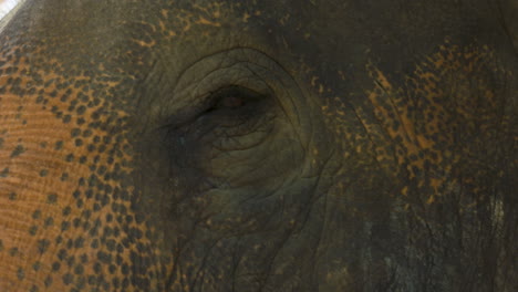 Nahaufnahmeprofilporträt-Eines-Elefantengesichtes,-Während-Es-Ein-Auge-Blinzelt