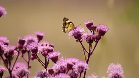 Close-up-Brown-Veined-White-Butterfly-and-bees,-on-pink-pompom-weed-flowers-in-pasture