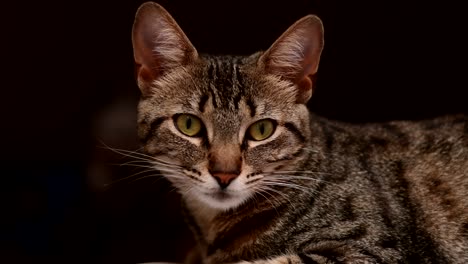 A-European-Shorthair-cat-rests,-open-her-eyes-and-looks-towards-camera