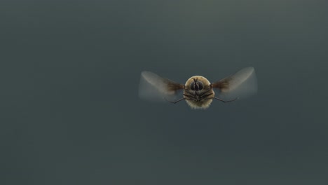 Cinemagraph-of-bumble-bee-in-flight