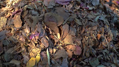Haufen-Brauner-Und-Gelber-Abgestorbener-Blätter-Tagsüber-Im-Wald-Auf-Der-Farm-In-Chiang-Mai,-Thailand