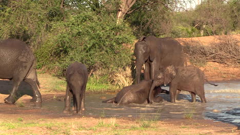 Los-Elefantes-Se-Revuelcan-Y-Se-Mueven-En-El-Pozo-De-Agua-Bajo-El-Sol-Sudafricano