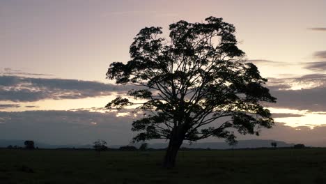 Luftdrohnenvideo,-Baum,-Der-Den-Sonnenuntergang-Auf-Der-Ebene-Beobachtet