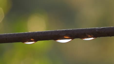 Sunlight-reflecting-in-dew-drops-on-rusty-fence-wire