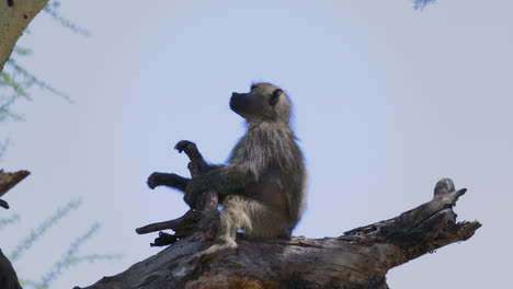 Baboon-on-dead-branch-against-blue-sky