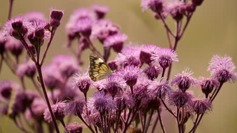 Mariposa-Blanca-Con-Venas-Marrones-Chupando-Néctar-De-Una-Hierba-De-Pompón-Púrpura