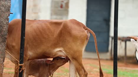 Close-up-shot-of-a-calf-drinking-from-his-mother-in-rural-India