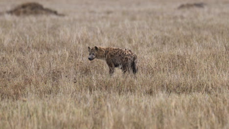 Serengeti_Spotted-Hyena-looks-up-from-ground-and-towards-camera