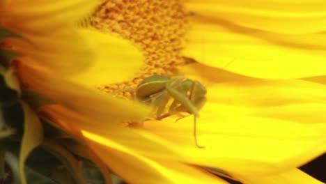 Close-up-of-praying-mantis-sitting-inside-a-sunflower