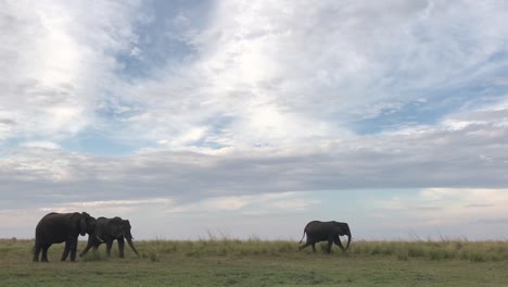Elefante-Africano-Camina-Rápidamente-A-Través-De-Una-Amplia-Zona-De-Pastizales-Bajos