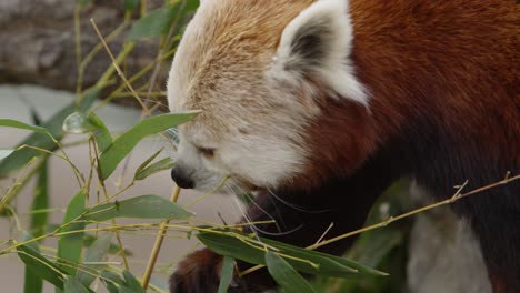 Roter-Panda-Greift-Nach-Mehr-Blättern-Und-Kaut-Langsam-Darauf-Herum