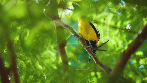 Un-Hermoso-Pájaro-Troupial-Negro-Y-Amarillo-Posado-En-Un-árbol-Extravagante---Cerrar