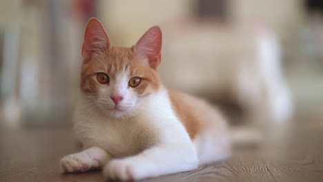 Nahaufnahme-Einer-Jungen-Rot-weiß-Getigerten-Katze,-Die-Sich-Drinnen-Entspannt-Und-In-Die-Kamera-Schaut