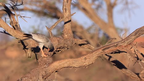 Pale-Chanting-Goshawk-perched-on-dry-branch-eats-lizzard-in-Kalahari