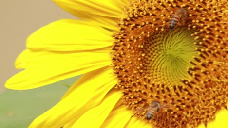 Extreme-close-up-of-bees-collecting-nectar-from-a-sunflower