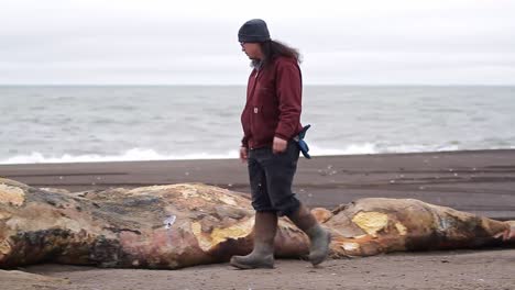 Man-Inspects-Dead-Bowhead-Whale-Carcass-On-The-Beach