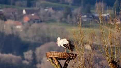 Static-wide-shot-showing-lovely-stork-sitting-in-a-nest-during-sunny-day-in-nature
