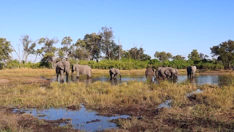 Herd-of-African-Bush-Elephants-relax-in-cool-watering-hole-on-hot-day