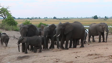 Eine-Herde-Junger-Und-Alter-Afrikanischer-Buschelefanten-In-Der-Chobe-Savanne