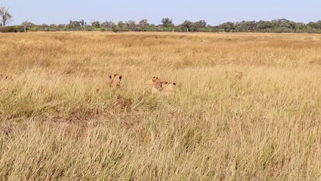 Pride-of-well-camouflaged-lions-rest-contentedly-in-dry-savanna-grass