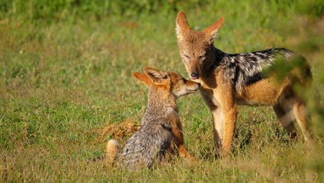 A-mother-black-backed-jackal-grooms-her-pup-on-the-plains-of-the-Savanna-in-Addo-National-Park,-Port-Elizabeth,-South-Africa